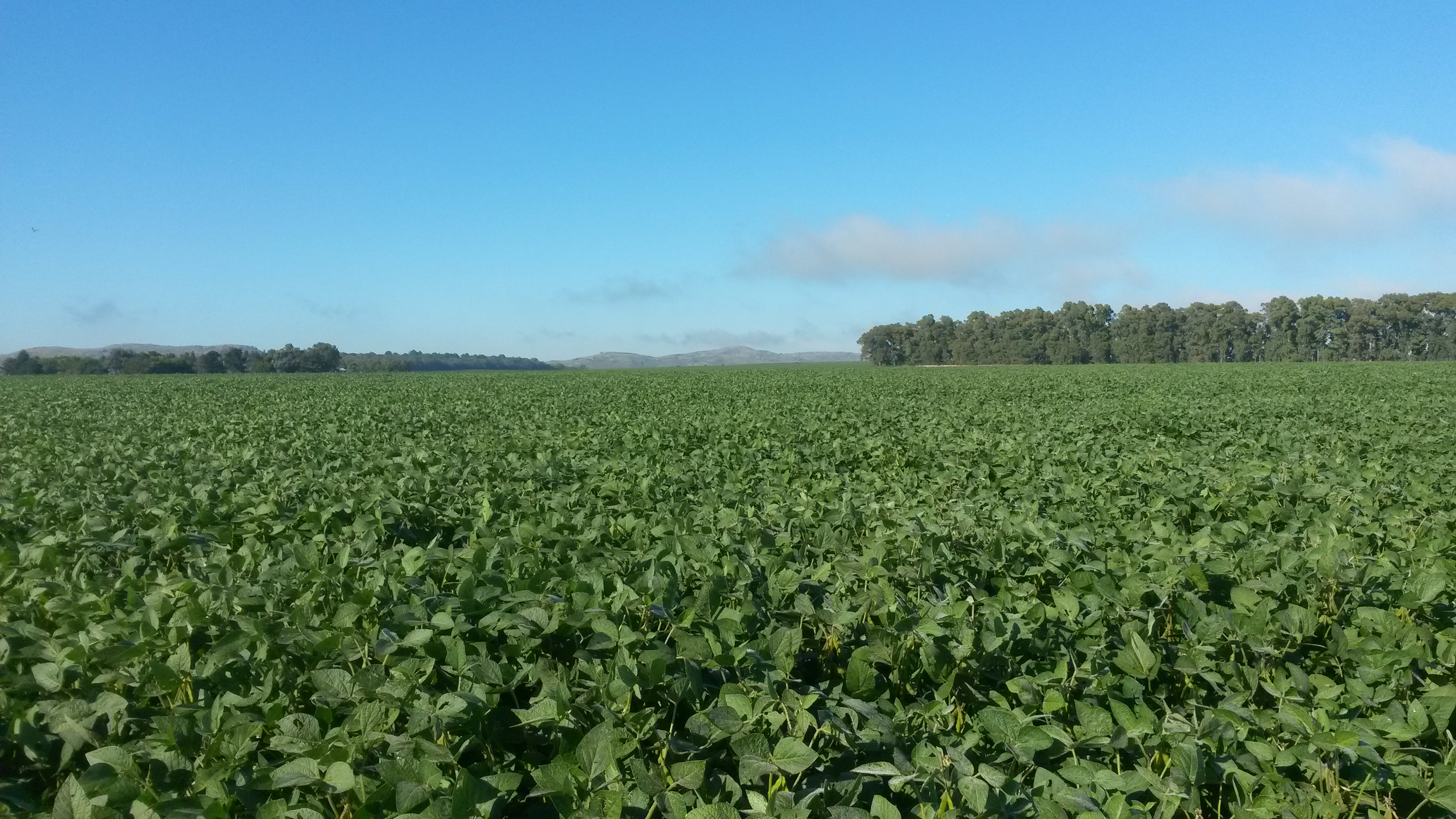 Paraguay aprobó la soja HB4, que tolera condiciones de sequía